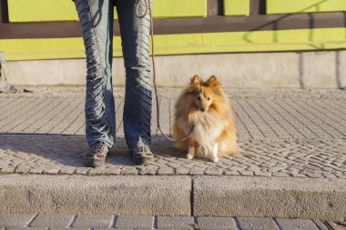 Shetland koyun sokak tasma ile oturur