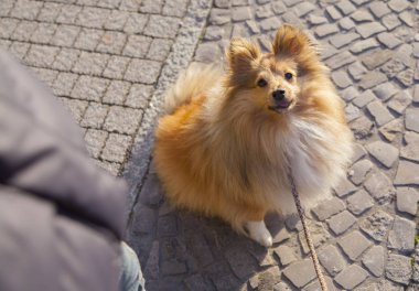 Shetland koyun sokak tasma ile oturur