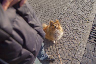 Shetland koyun sokak tasma ile oturur
