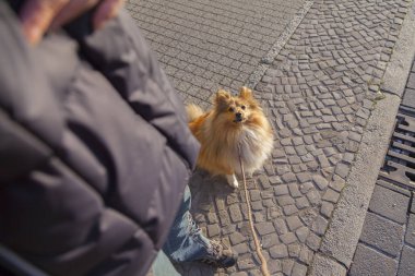 Shetland koyun sokak tasma ile oturur