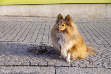 Shetland koyun sokak tasma ile oturur
