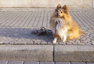 Shetland koyun sokak tasma ile oturur