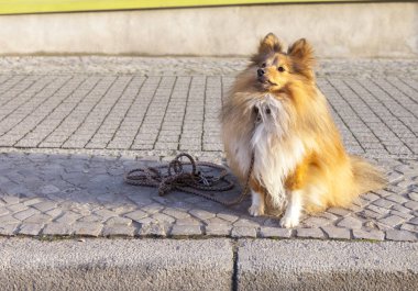Shetland koyun sokak tasma ile oturur