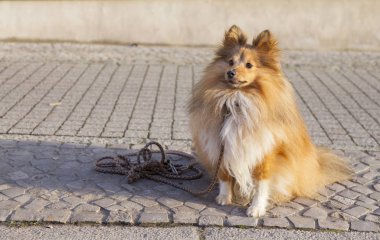 Shetland koyun sokak tasma ile oturur