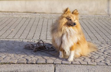 Shetland koyun sokak tasma ile oturur