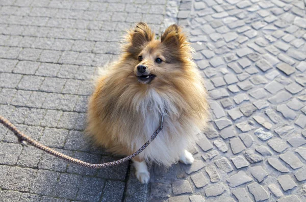 Shetland koyun sokak tasma ile oturur