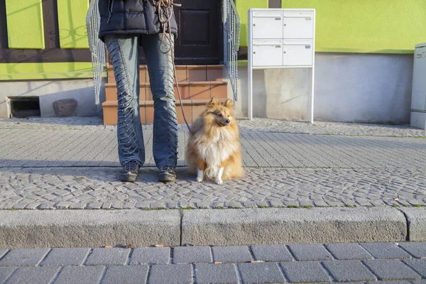 Shetland koyun sokak tasma ile oturur