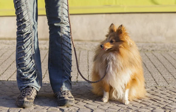 Shetland Sheepdog si siede con un guinzaglio sulla strada — Foto Stock