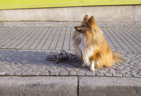 Shetland Sheepdog si siede con un guinzaglio sulla strada — Foto Stock