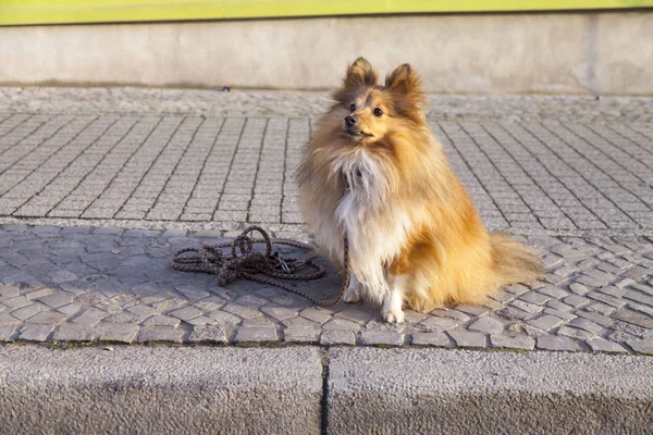 셰틀랜드 제도 Sheepdog 거리에 가죽 끈으로 앉아 — 스톡 사진