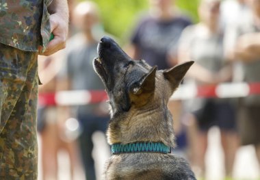 Alman askeri polis köpeği onun sahibine gösterir