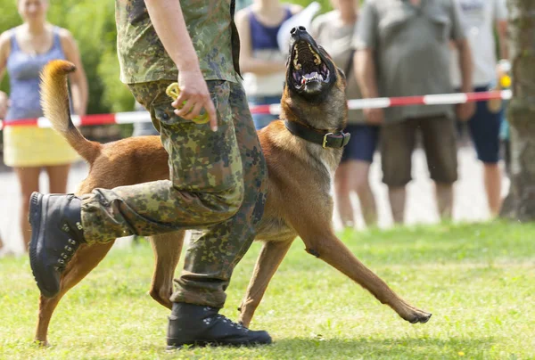 Alman askeri polis çoban köpeği onun sahibi tarafından yürür