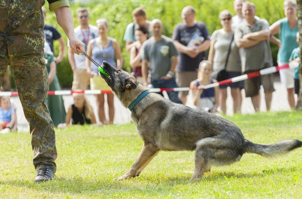 german military police dog plays with his owner
