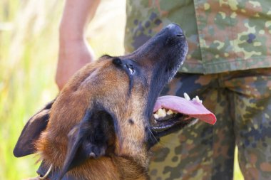 Alman askeri polis köpeği onun sahibine gösterir