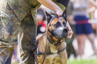 bir şüpheli Alman askeri polis köpek namlu ile gösterir