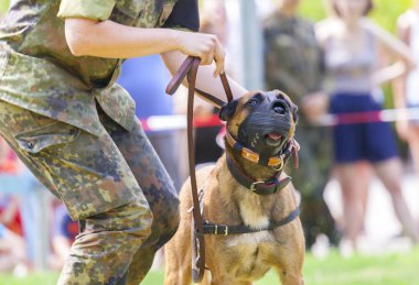 bir şüpheli Alman askeri polis köpek namlu ile gösterir