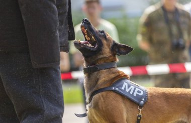 Alman askeri polis köpeği onun sahibine gösterir