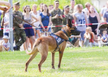 bir şüpheli Alman askeri polis köpek namlu ile gösterir