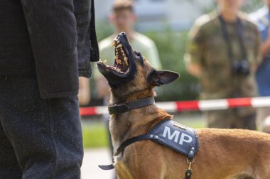 Alman askeri polis köpeği onun sahibine gösterir