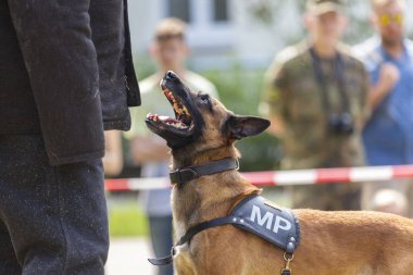 Alman askeri polis köpeği onun sahibine gösterir