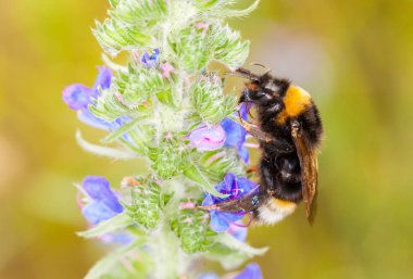 Çiçekteki yaban arısı