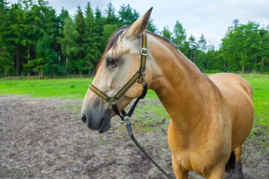 Kahverengi bir atın portresi