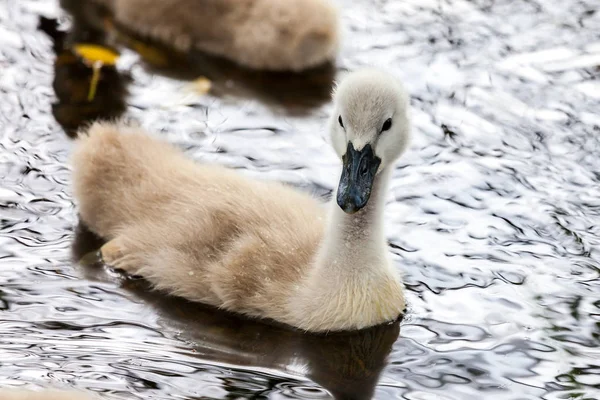 Muchas chicas cisnes nadan en un lago —  Fotos de Stock