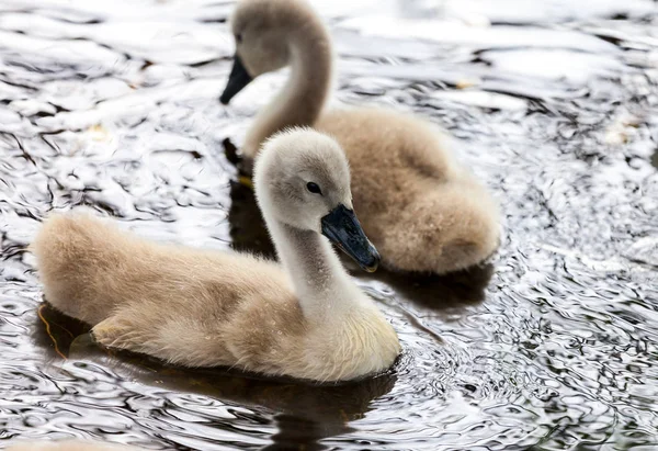 Muchas chicas cisnes nadan en un lago —  Fotos de Stock
