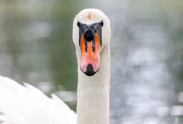 Un cisne blanco mira a la cámara —  Fotos de Stock
