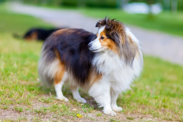 Shetland Sheepdog guarda di lato — Foto Stock