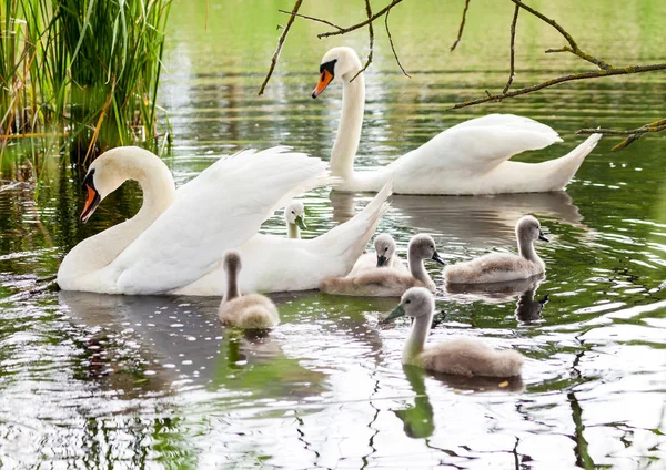 Una familia de cisnes nada en un lago —  Fotos de Stock