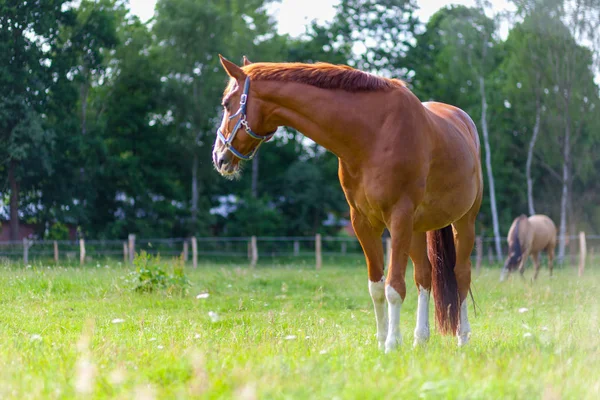 Hnědý kůň stojí na zelené vrby — Stock fotografie