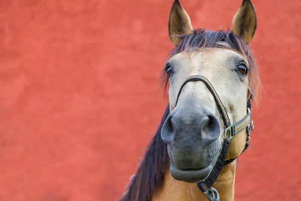 Retrato de um cavalo castanho — Fotografia de Stock