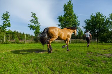 kahverengi at üzerinde yeşil willow anlamına gelir.