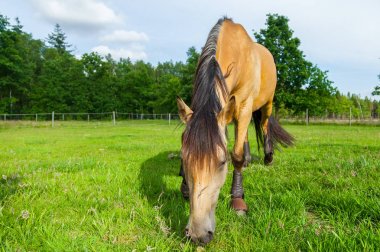 kahverengi at üzerinde yeşil willow anlamına gelir.
