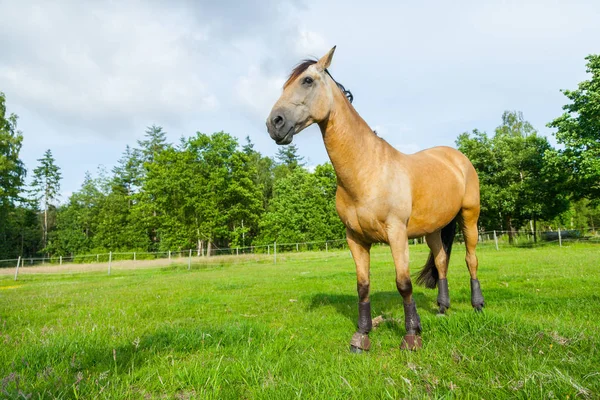 Caballo marrón se levanta sobre sauce verde —  Fotos de Stock