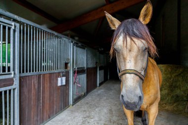 bir ahırda bir kahverengi at standları