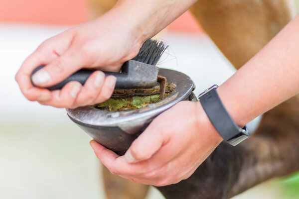 hoof care on a brown horse leg