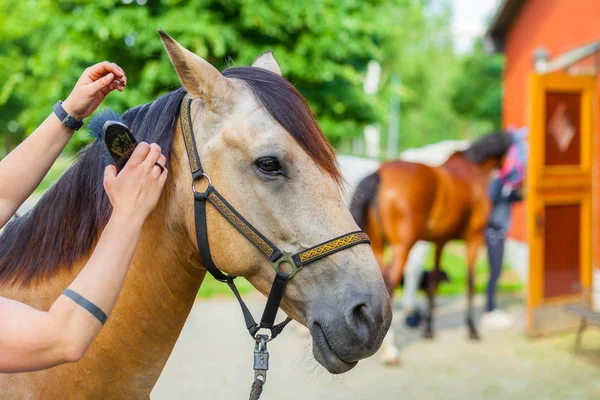 Ryttarinna bryr sig sin brun häst med en borste — Stockfoto