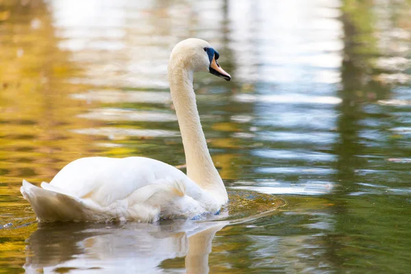 Cisne blanco nada en un lago —  Fotos de Stock