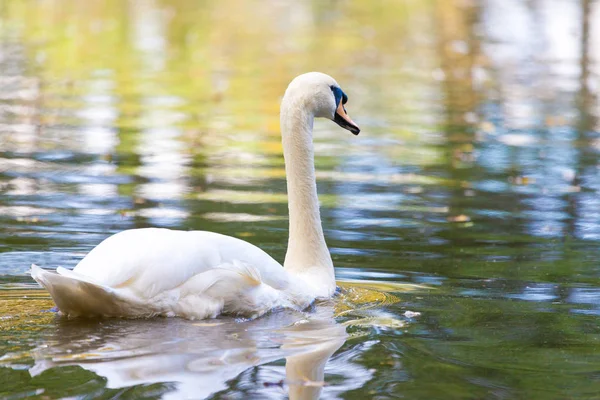 Cisne blanco nada en un lago —  Fotos de Stock