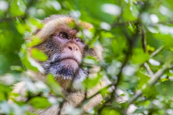 Wild ape sits on a tree — Stock Photo, Image