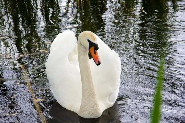 Cisne blanco nada con niños en un lago —  Fotos de Stock