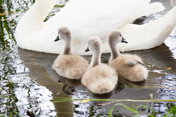 Beyaz Kuğu çocuklarla bir gölde yüzüyor.