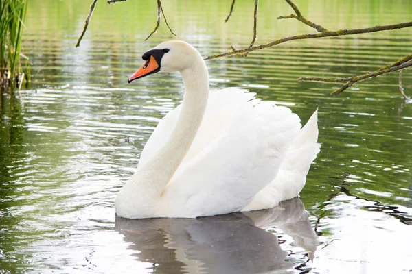 Cisne blanco nada con niños en un lago —  Fotos de Stock