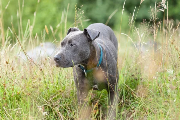 Pitbull hund med blå krage på gräs bakgrund — Stockfoto