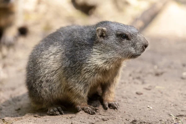 groundhog sits on ground and looks to the side