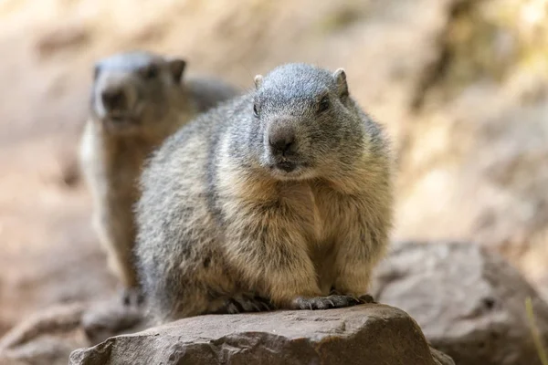 Köstebek yerde oturur ve yan görünüyor