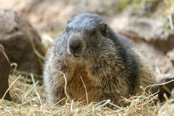 groundhog sits on ground and looks to the side