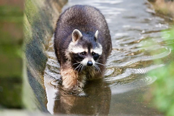 Retrato Racoon Uma Cena Natureza — Fotografia de Stock